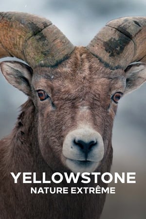 Yellowstone : Nature extrême saison 1